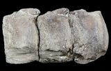 Associated Mosasaur (Platecarpus) Caudal Vertebra - Kansas #54270-3